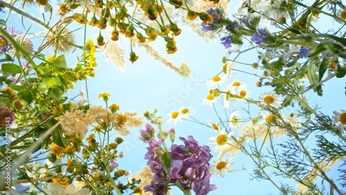 Meadow flowers in bloom mov...