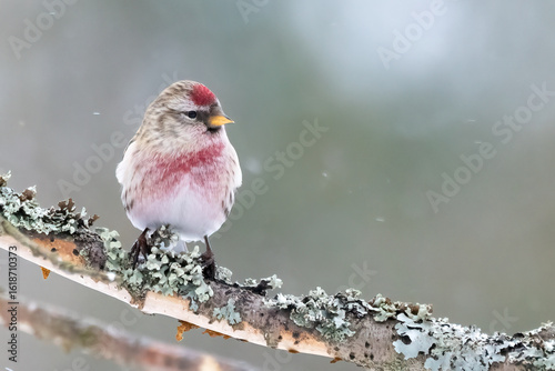 Photos Common redpoll