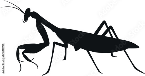 Mantis insect silhouette illustration