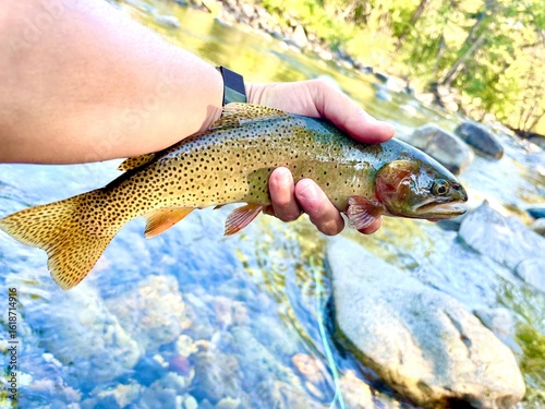Tableau sur toile Mountain cutthroat trout