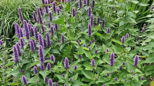 Agastache rugosa 'Liquorice Blue' a summer autumn fall flowering plant with a purple blue summertime flower commonly known as Giant hyssop or Korean Mint, gardening stock video footage 
