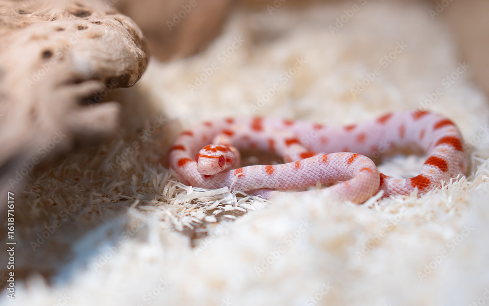Fototapeta premium Baby Reverse Okeetee Corn Snake in Soft Lighting