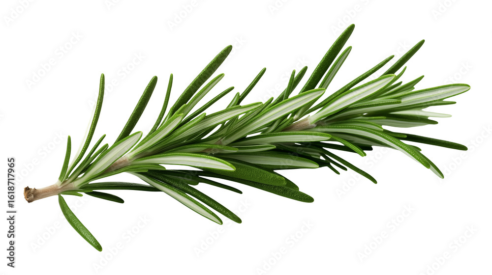 A sprig of fresh rosemary with needle like leaves on a transparent background in a close up studio shot A sprig of fresh rosemary with needle like leaves on a transparent background in a close up studio shot