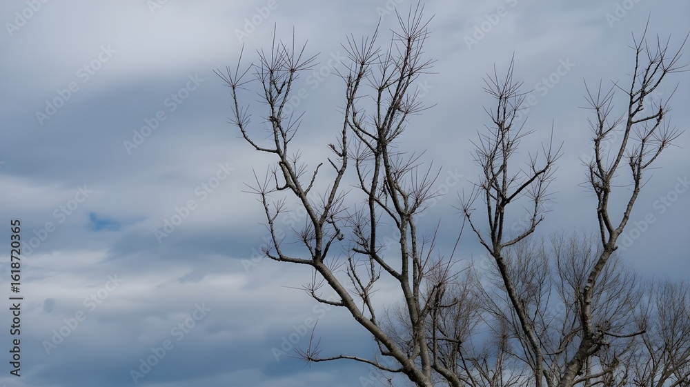 Obraz premium Bare branches reaching towards a cloudy sky, winter season landscape