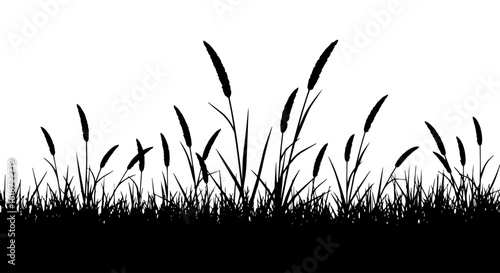 Grass silhouette isolated on transparent or white background, vector illustration.