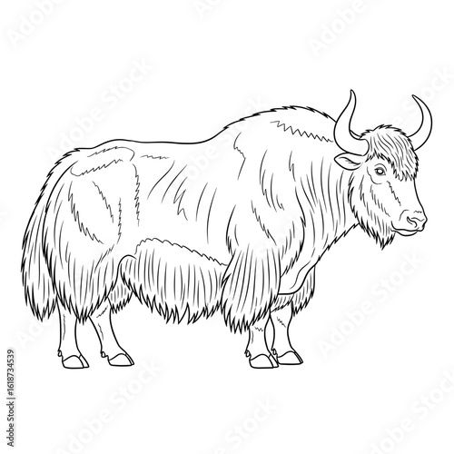 Illustration of a furry yak with horns standing in a side view outline sketch style drawing of animal