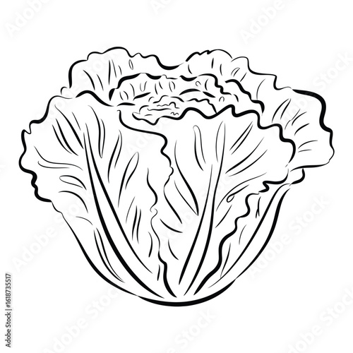 Hand drawn illustration of a fresh green lettuce head with detailed leaves