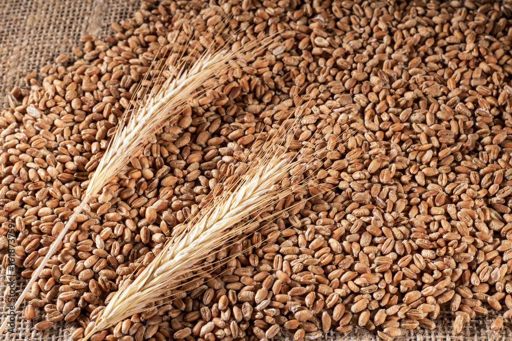 Obraz premium Artistic top angle view of scattered wheat grains and golden ears creating a rustic ambiance