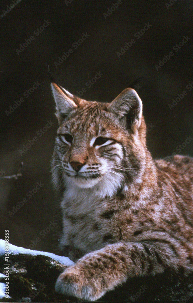 Fototapeta premium Lynx, Lynx lynx