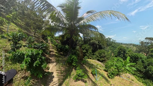 Wallpaper Mural Woman Walking Uphill Along Coconut Tree with Large Hanging Coconuts in Dense Green Tropical Area, Wide Angle, Exotic Travel Concept Torontodigital.ca