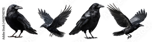 Set of black raven for Halloween, isolated on transparent background.