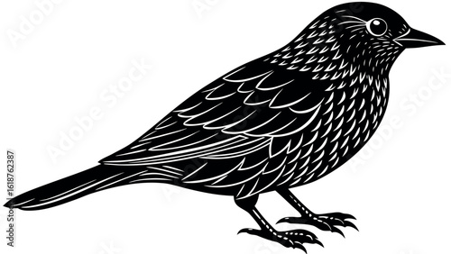 Black bird silhouette with detailed feathers and sharp claws white