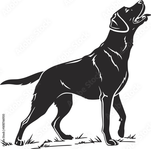 Black labrador retriever silhouette looking upwards