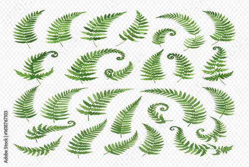 A collection of watercolor fern fronds in various shapes and sizes, isolated on a transparent background.