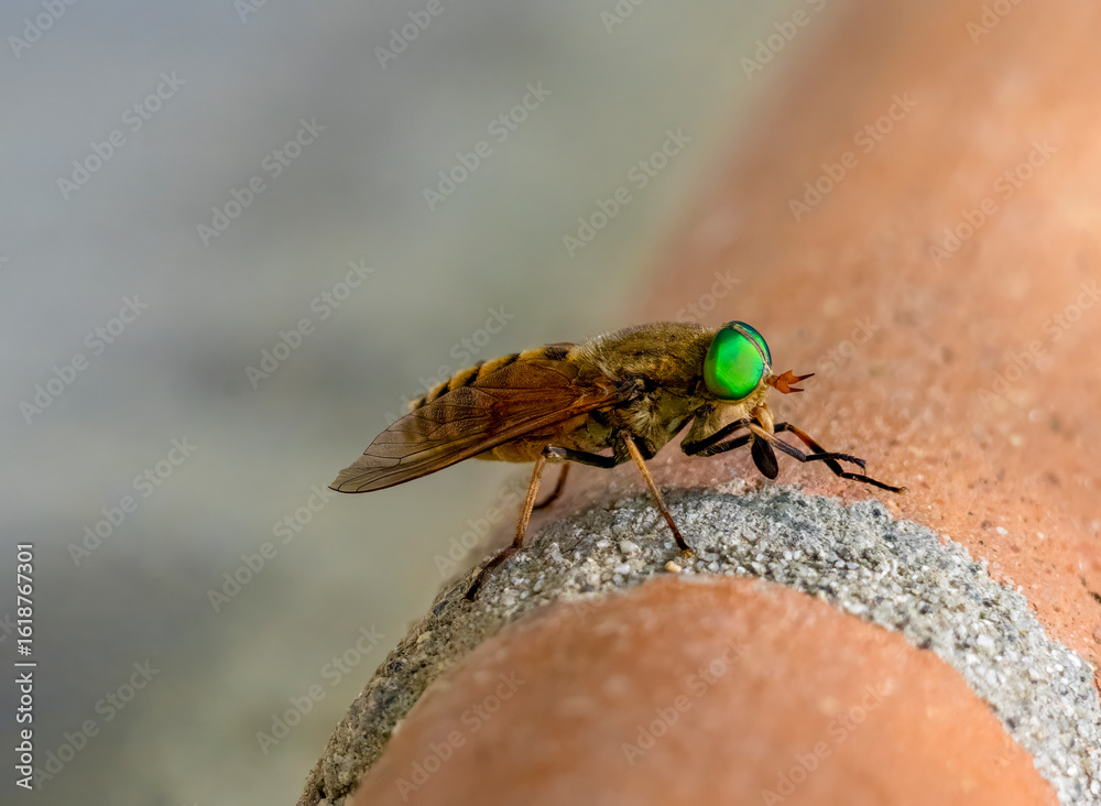 Obraz premium A green-eyed horsefly (Philipomyia aprica). Photographed in Tremosine.