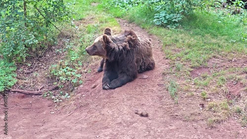 Very old brown bear resting on a fallen tree trunk in a rocky enclosure.