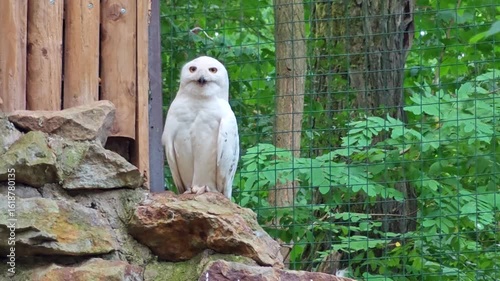 Snowy owl (Harfang des neiges) sitting quietly looking out for prey 