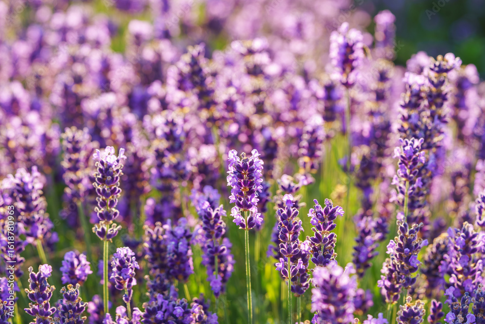 Naklejka premium Lavender bushes in row, blooming under warm sunlight in peaceful purple and green summer field with soft sunset lignt background. Landscape, natural background, herbal wallpaper
