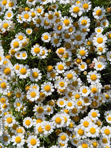 daisies in a garden