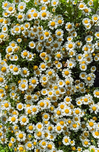 daisies in a field