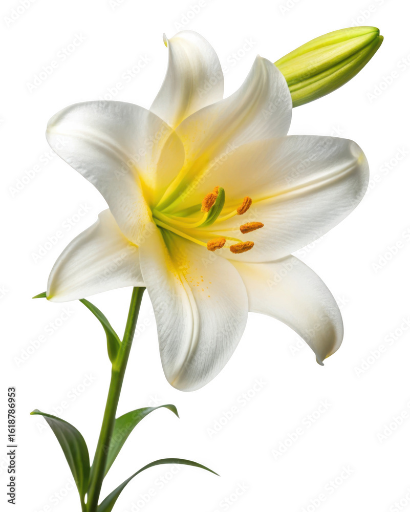 Fototapeta premium A pristine white lily with delicate petals showcases the beauty of nature in a simple yet elegant floral arrangement isolated on transparent background