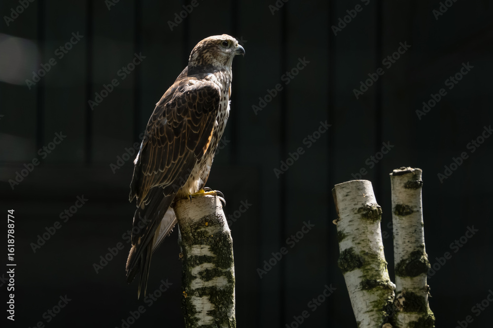 Fototapeta premium Majestic hawk perched on birch tree in soft daylight