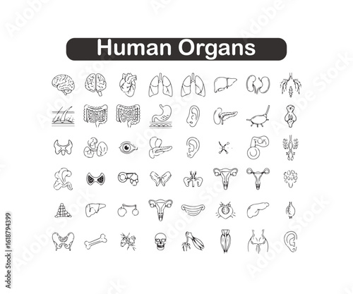 Minimalist Human Anatomy Icons: Black & Line Art Body Organs