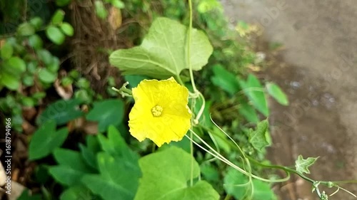Slow Motion Close-Up of Yellow Bitter Gourd Flower Swaying in Garden Breeze


