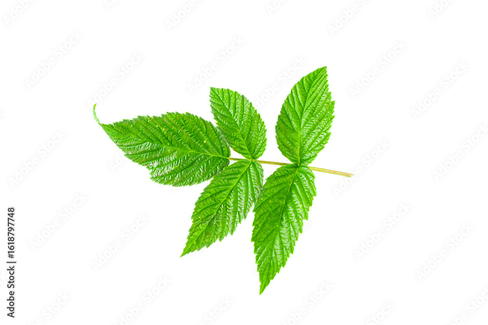 Obraz premium Bright green raspberry leaf isolated on white background.