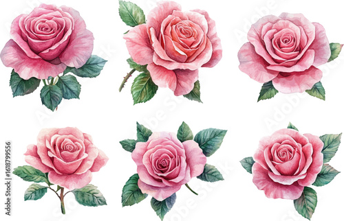 set of roses vector illustration