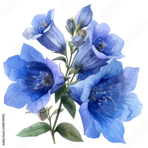 Canterbury Bells Flower, watercolor clipart vector, isolated on a white background.
