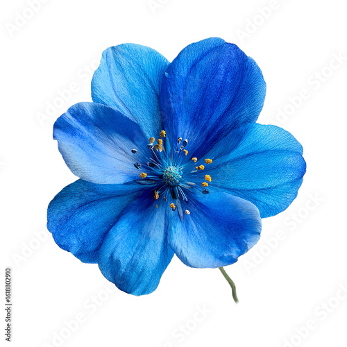 Blue flower isolated on transparent background