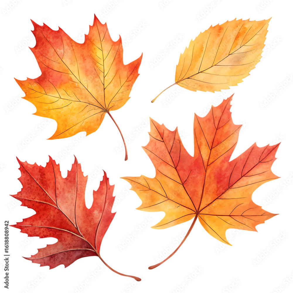 Obraz premium Watercolor autumn leaves in shades of red orange and yellow isolated on a transparent background fall foliage