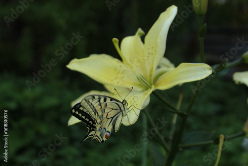 Swallowtail butterfly on a lily flower