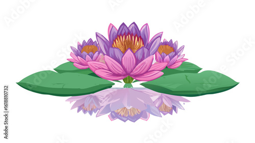 Vibrant pink and purple water lilies with green lily pads and reflection on black background