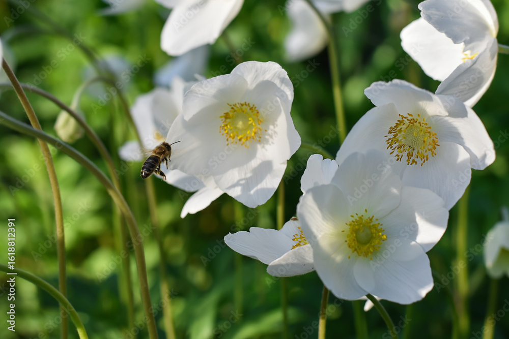 Obraz premium Delicate white wood anemone in the spring garden. Beautiful first spring flowers. Wood anemone bloomed in the city park. Flowers and the honeybee.