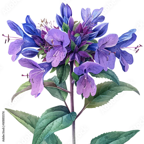 Bee Balm Flower, watercolor painting vector, isolated on a white background.