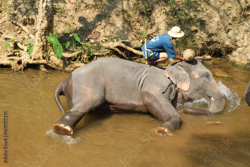 elephant in the river with mahout 