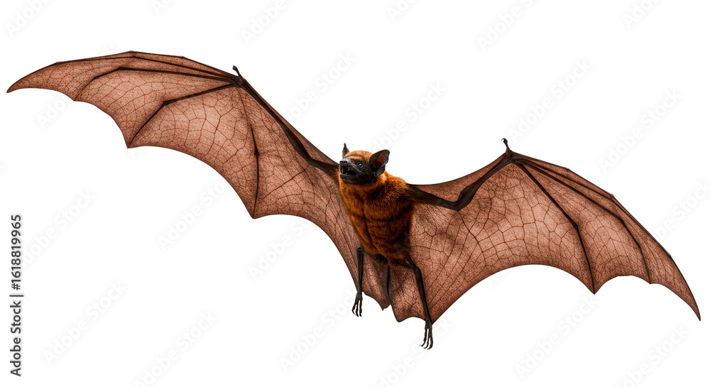 Naklejka premium Isolated flying bat image for wildlife conservation and halloween themed design elements and decorations on transparent background
