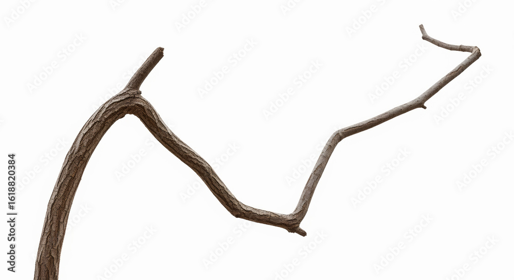 Obraz premium tree isolated on white background