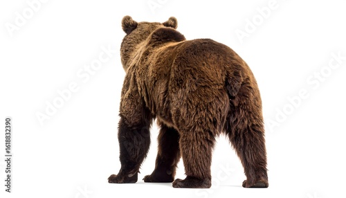 Bear rear view