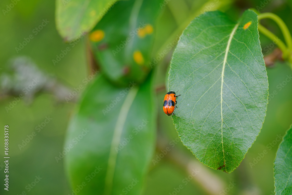 Obraz premium Smooth-shouldered leaf beetle on a pear leaf in close-up. 