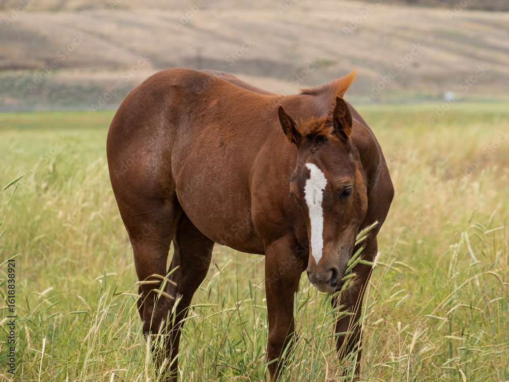 Fototapeta premium herd of horses in a field