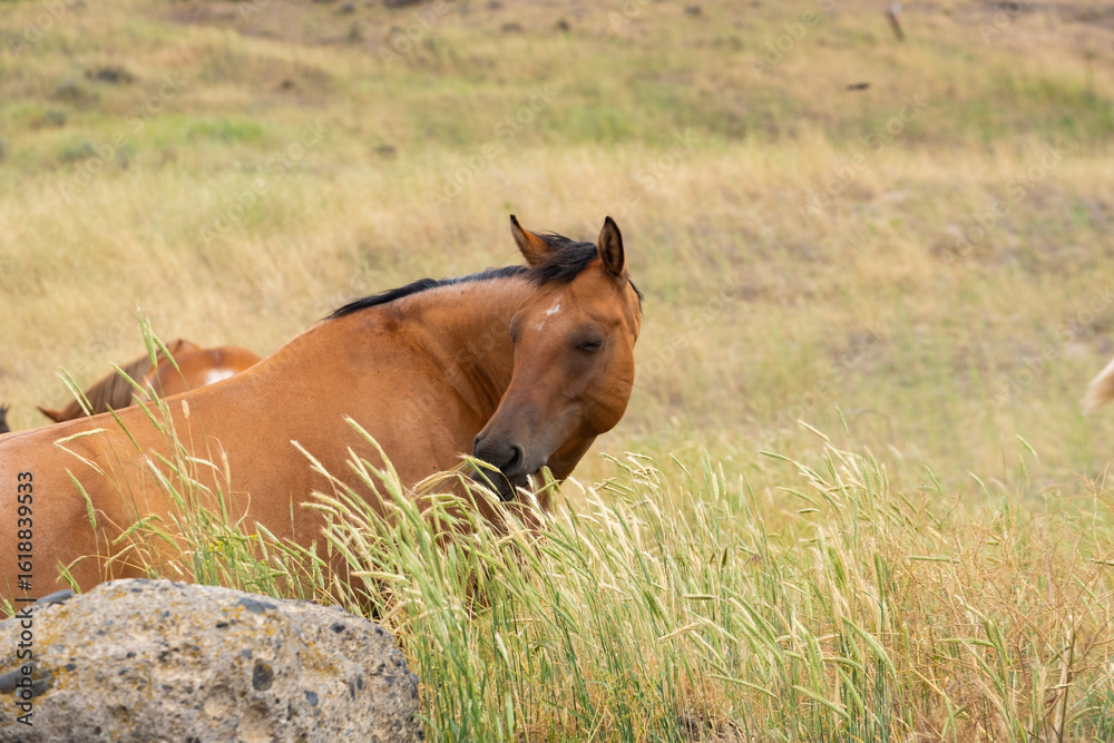 Fototapeta premium herd of horses in a field