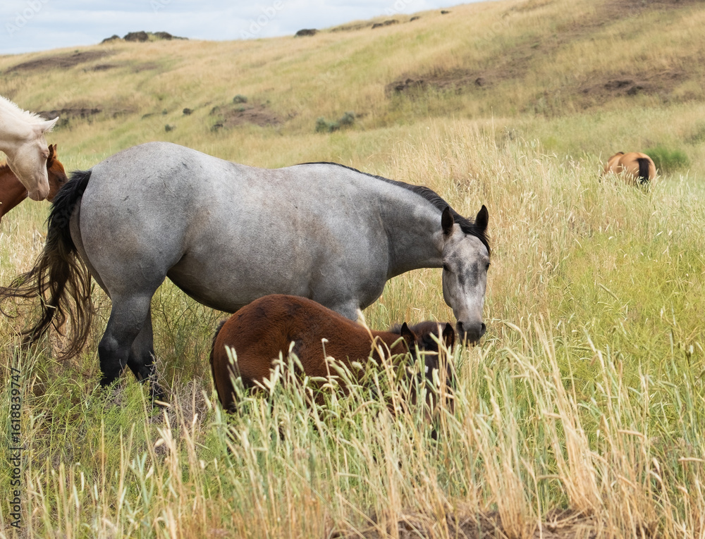 Fototapeta premium herd of horses in a field