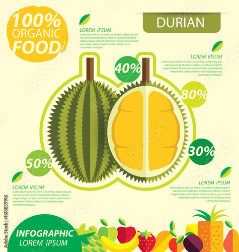 Durian. Infographic template. vector illustration.