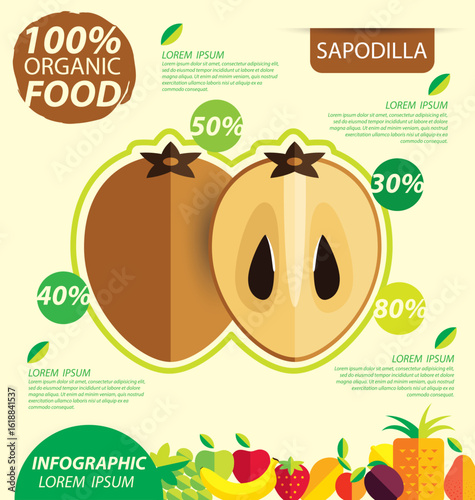 Sapodilla fruit. Infographic template. vector illustration.