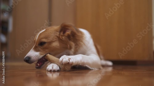 Cute dog is chewing on a bone