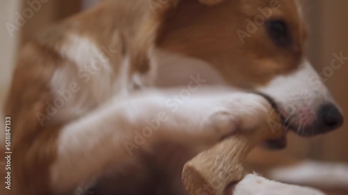 A dog is chewing on a bone, close up