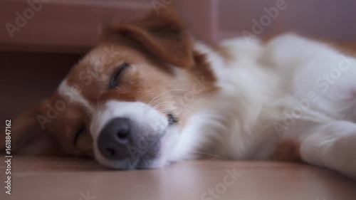 Cute dog is sleeping on the floor close up view